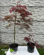 acer-dissectum-garnet-sadnice