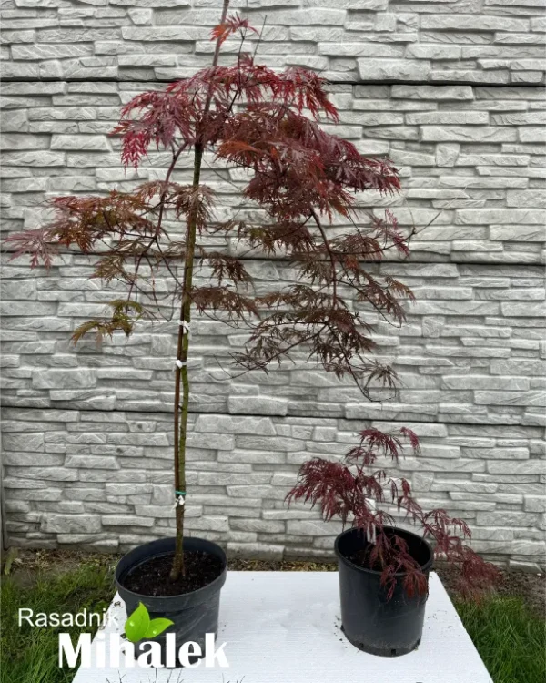 acer-dissectum-garnet-sadnice