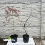 acer-dissectum-garnet-varijacija