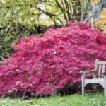 acer palmatum dissectum garnet u jesen
