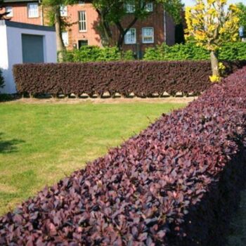 berberis-red-chief-4