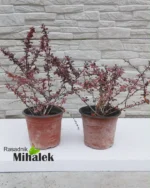 berberis-red-chief-sadnica-2