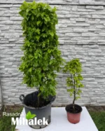carpinus-monument-sadnice