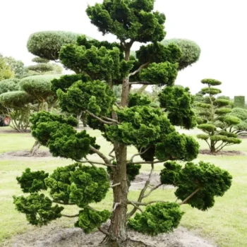 chamaecyparis-nana-gracilis-bonsai