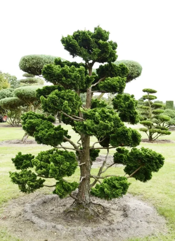 chamaecyparis-nana-gracilis-bonsai