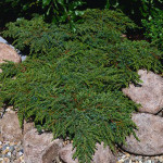 juniperus green carpet
