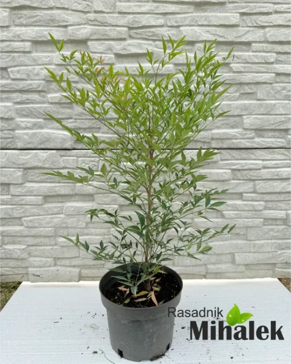 nandina-obessed-sadnice-3