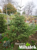 picea fastigiata sadnica 2