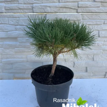 pinus-nigra-bor-na-stapu-sadnica-1