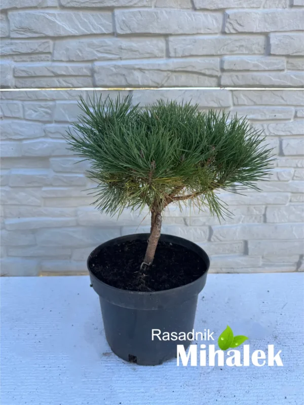 pinus-nigra-bor-na-stapu-sadnica-1