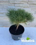 pinus-nigra-bor-na-stapu-sadnica-2