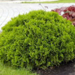 thuja_occidentalis_danica-aurea1