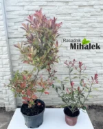 pink-marble-fotinija-var