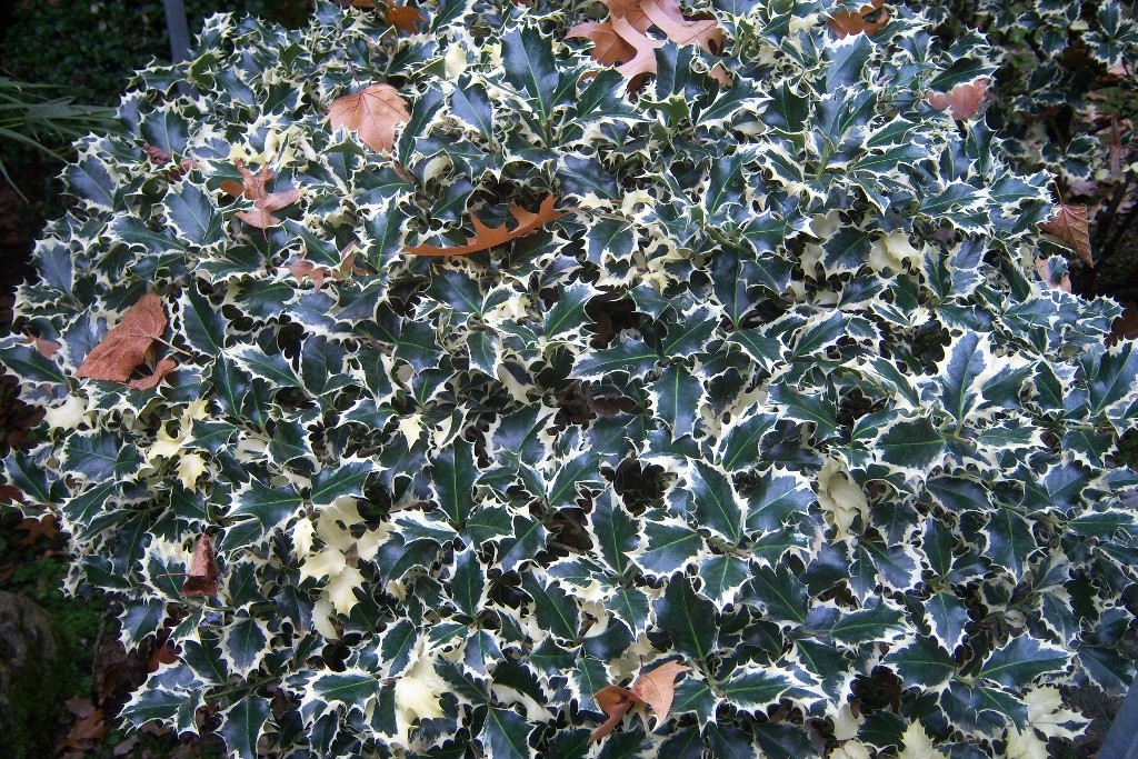 Ilex-aquifolium albomarginata3