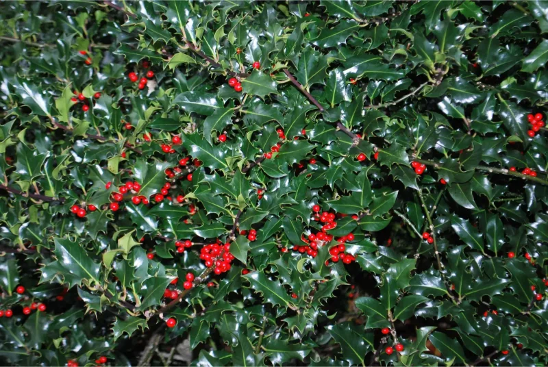 ilex-aquifolium-alaska-blog-1