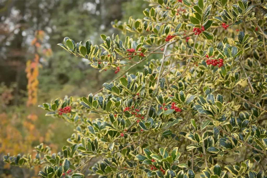 ilex-golden-van-tol-blog-1