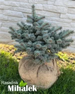 picea-glauca-globosa-sadnica-2