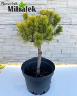 pinus-ophir-sadnica-1