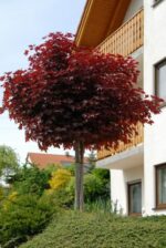 Acer-platanoides-Crimson-Sentry5