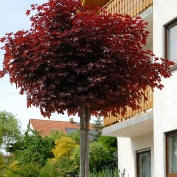 Acer-platanoides-Crimson-Sentry5