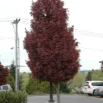 acer-crimson-sentry-nova-1