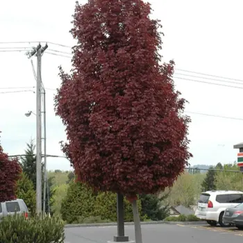 acer-crimson-sentry-nova-1