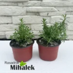 lavanda-hidcote-blue-mini