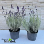 lavanda-hidcote-blue-mini-sadnice