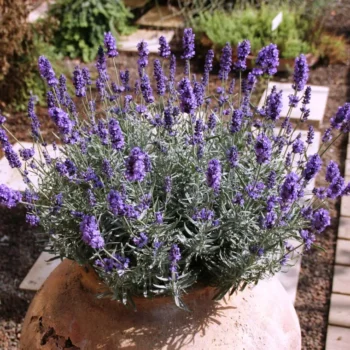 lavanda-mini-hidcote-blue (1)