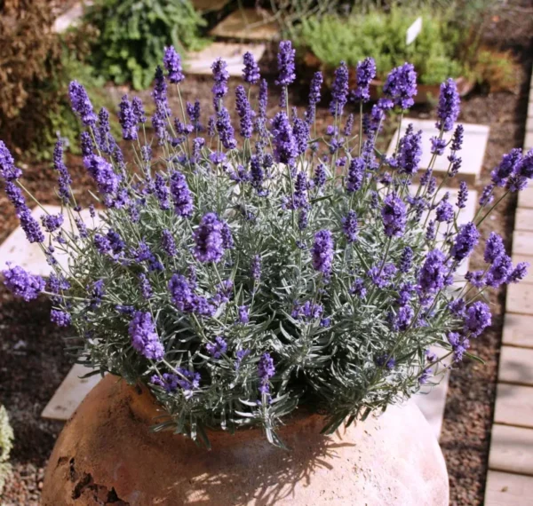lavanda-mini-hidcote-blue (1)