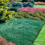 Juniperus horizontalis "Wiltonii"