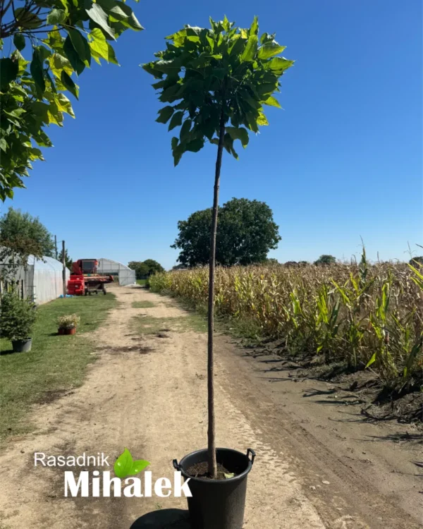 catalpa-sadnice-1
