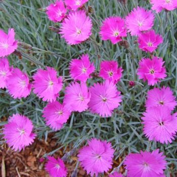 dianthus-svetlo-roze-3