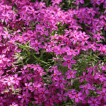 phlox-subulata-atropurpurea-2