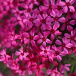 phlox-subulata-atropurpurea-3