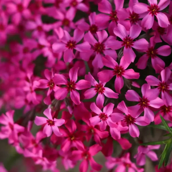 phlox-subulata-atropurpurea-3