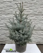 picea-edith-sadnica-2