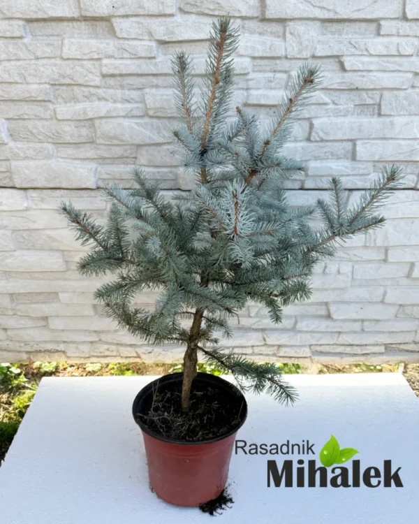 picea-edith-sadnica-u-saksiji