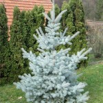 picea pungens edith1