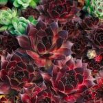 sempervivum marmoreum ornatum2