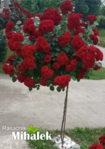 Lavaglut - kuglasta ruža stablašica - Slika 2