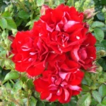 Mini-ruža-stablašica-festival-2