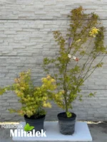 acer-orange-dream-varijacije