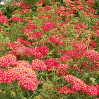 achillea-millefolium-paprika-5