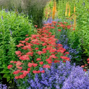 achillea-millefolium-paprika-6