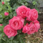 kuglasta-ruza-stablasica-albano-1