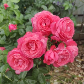 kuglasta-ruza-stablasica-albano-1