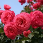 kuglasta-ruza-stablasica-albano-2