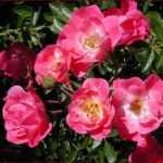 kuglasta-ruza-stablasica-fuksija-2