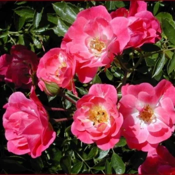 kuglasta-ruza-stablasica-fuksija-2